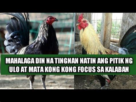 tamasa sabong